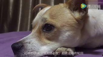 人狗在线视频,温馨在线视频背后的感人故事