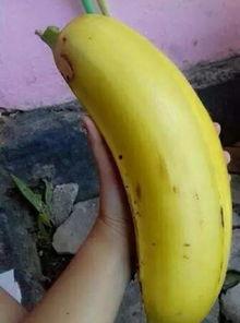 大香蕉大香蕉日本在线视频,热门内容与观看指南